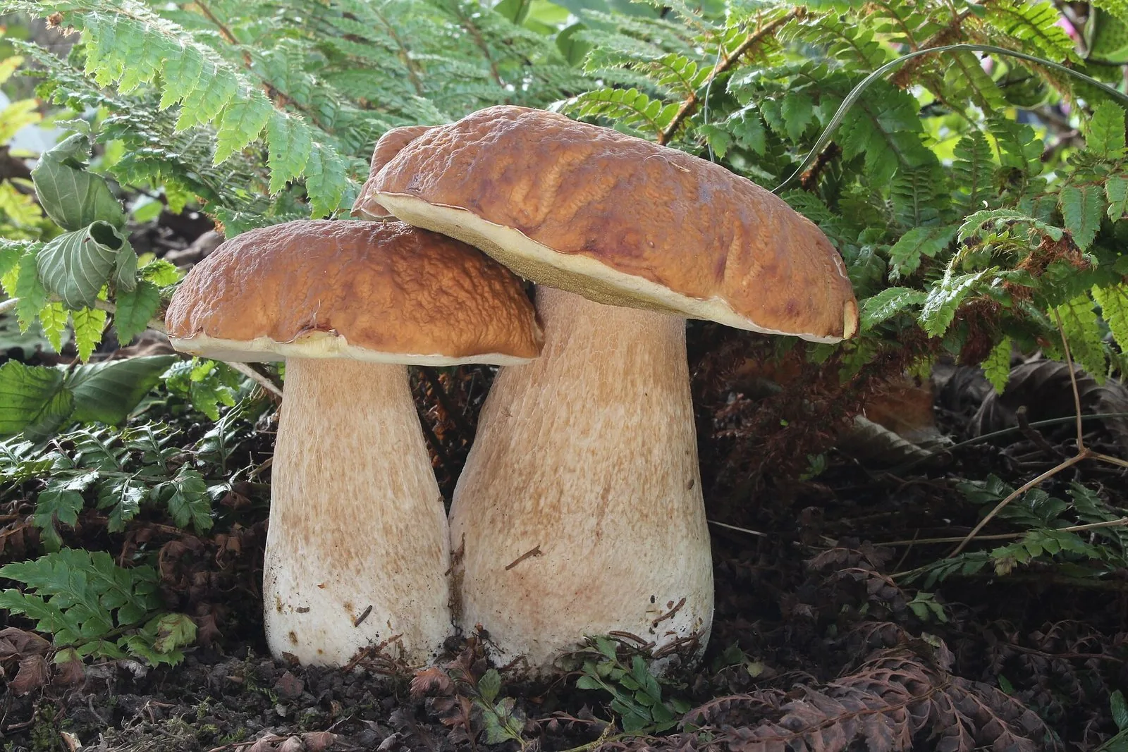 Due funghi porcini con il cappello bruno e il gambo chiaro, cresciuti uno accanto all'altro tra le felci del sottobosco