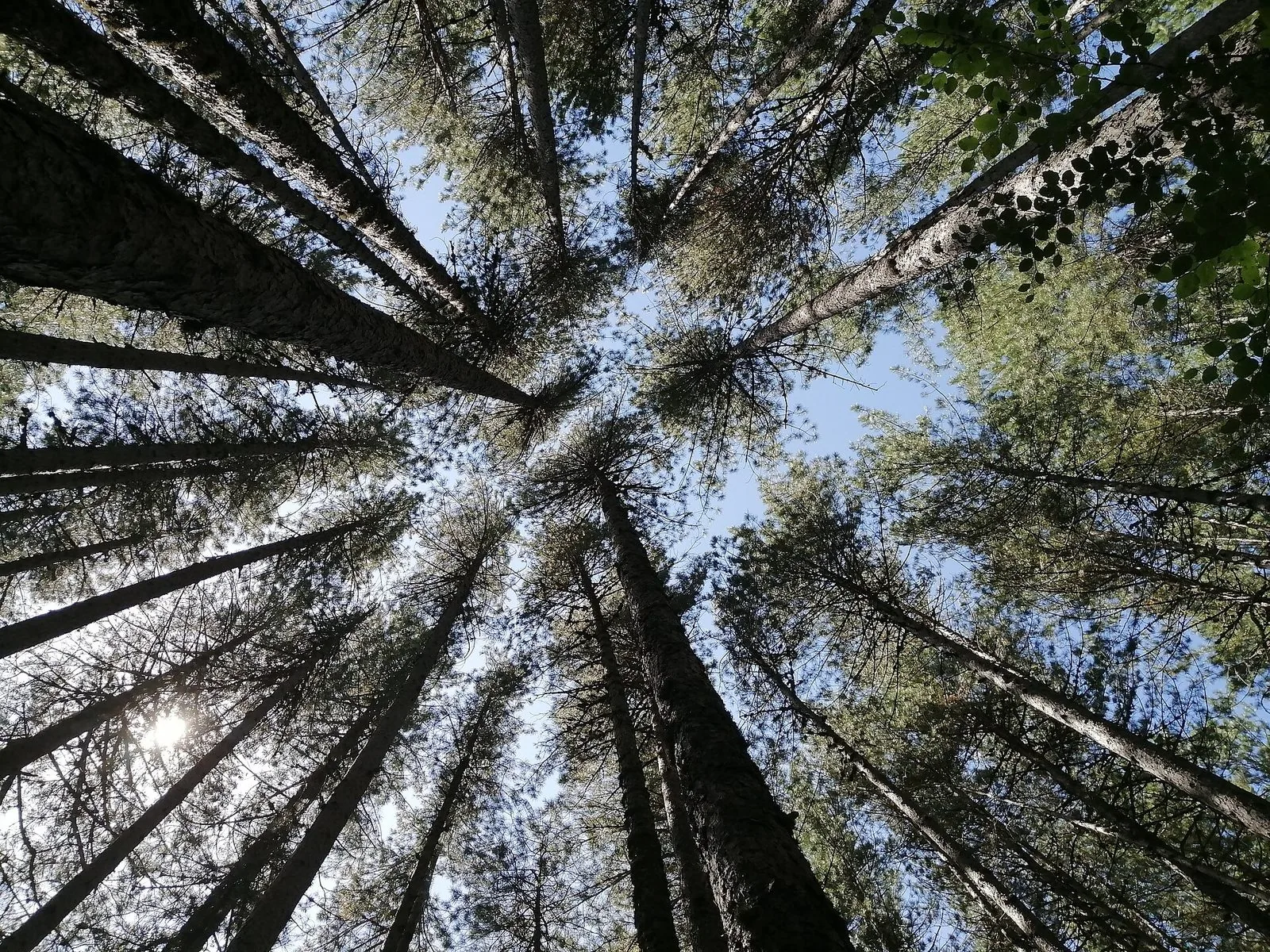 I tronchi altissimi dei pini larici dei Giganti della Sila visti dal basso, con le chiome che si aprono contro il cielo azzurro