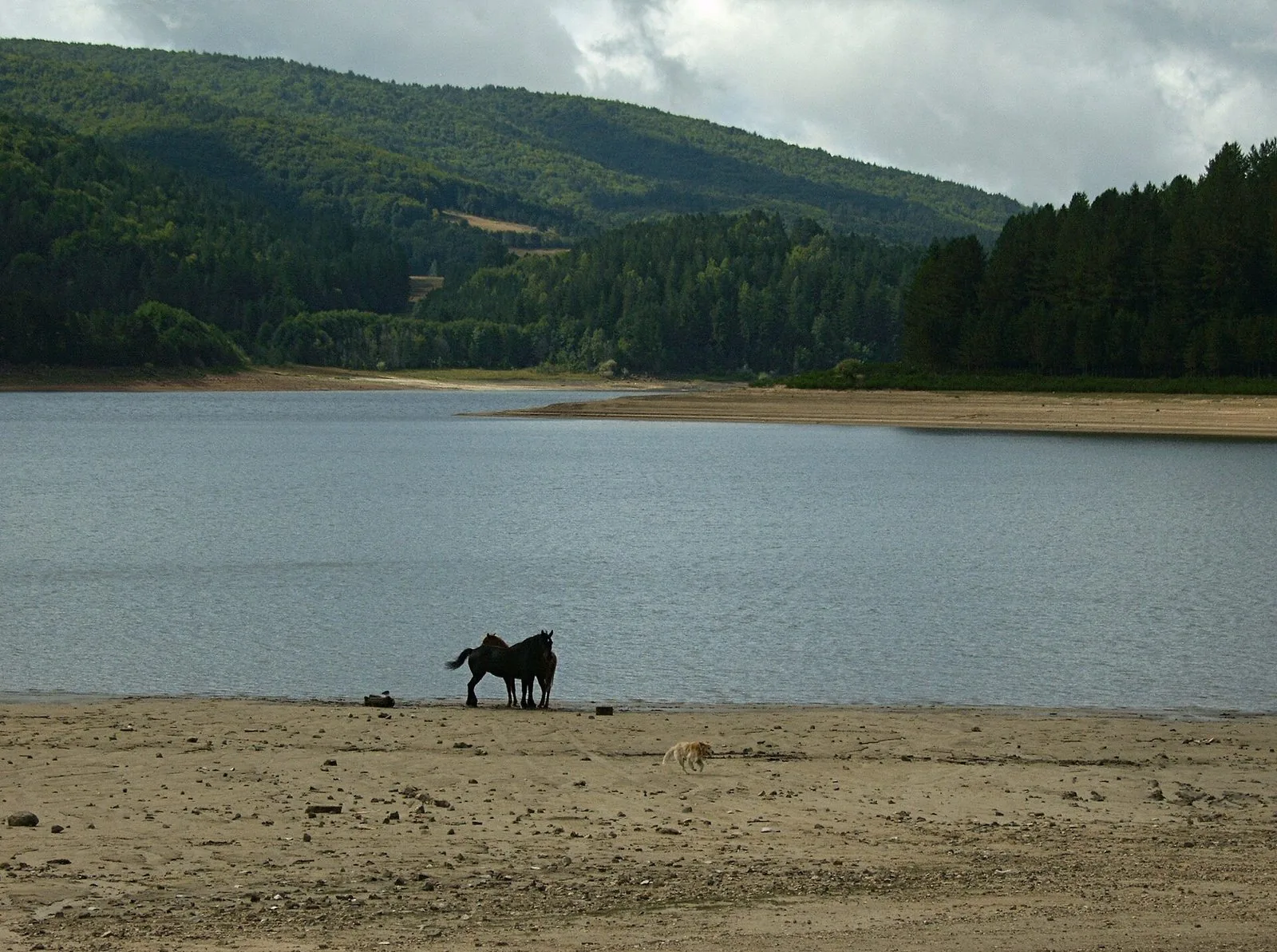 Le acque del Lago Arvo con una sponda sabbiosa in primo piano, alcuni cavalli in riva e colline coperte di boschi sullo sfondo