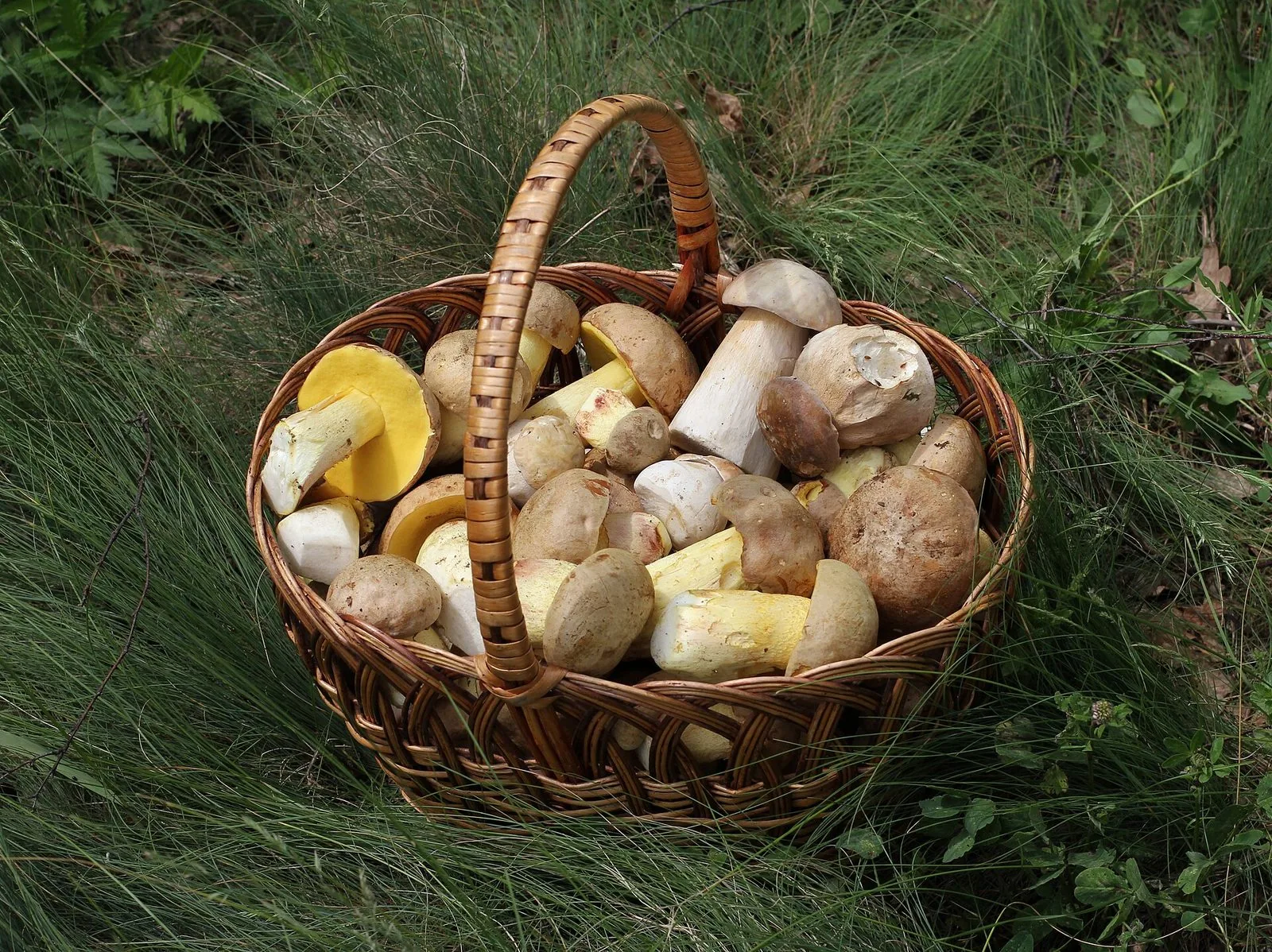 Un cesto di vimini colmo di funghi porcini appena raccolti, appoggiato sull'erba alta del bosco